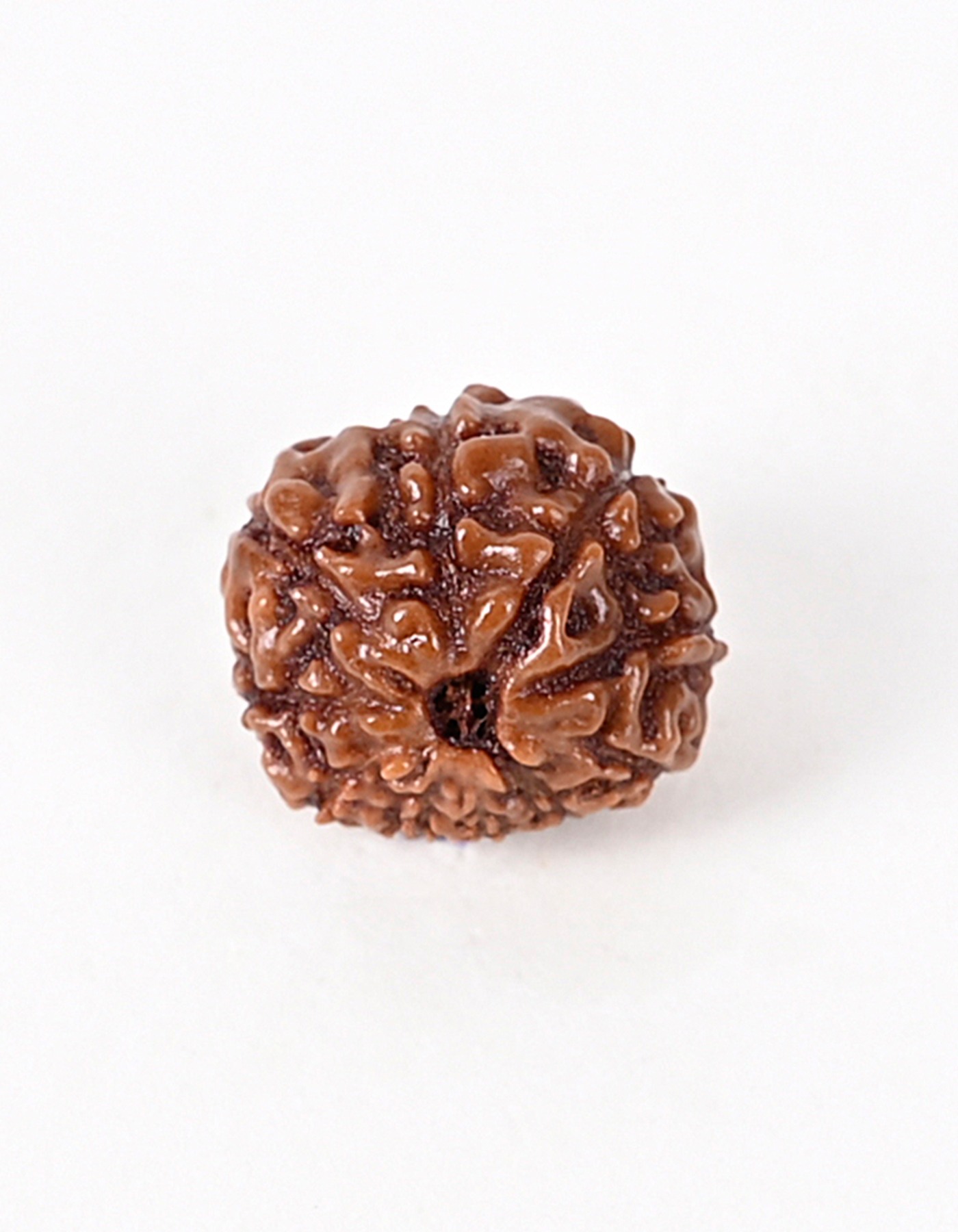 Shiv Ratan Kendra 10 Mukhi Indonesian Origin Rudraksha Bead- Enhances Will Power & Positive Energy I 100% Natural & Genuine Lab Certified Quality