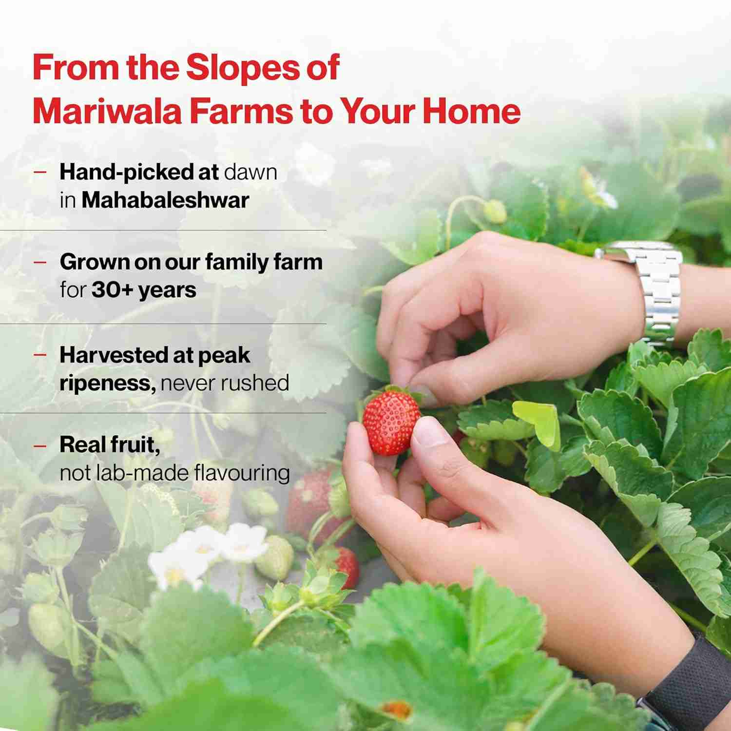 Setu Plant Protein + Veg Collagen | 24g Protein | Mariwala Farms Strawberry (6 Single Serve Sachets)