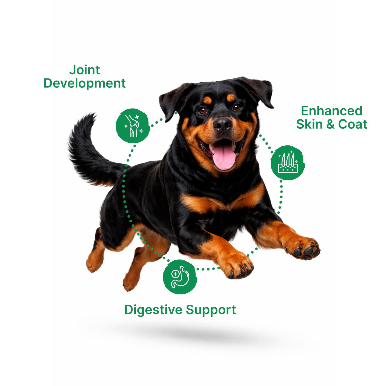 Well Fed Beneficial Grain Chicken and Veggies Dry Food for Dogs