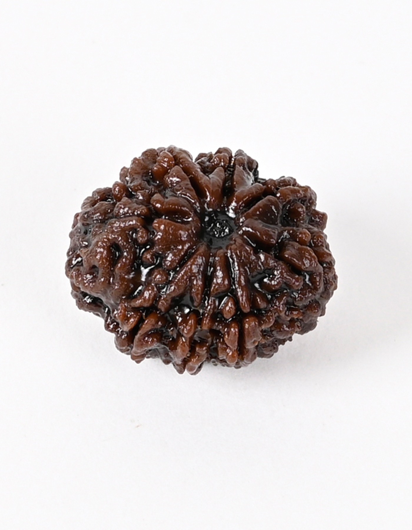 8 Mukhi Nepali Origin Superspecial Rudraksha Bead- Enhances Wisdom & Promotes Well Being I  100% Natural & Genuine Quality - Lab Certified