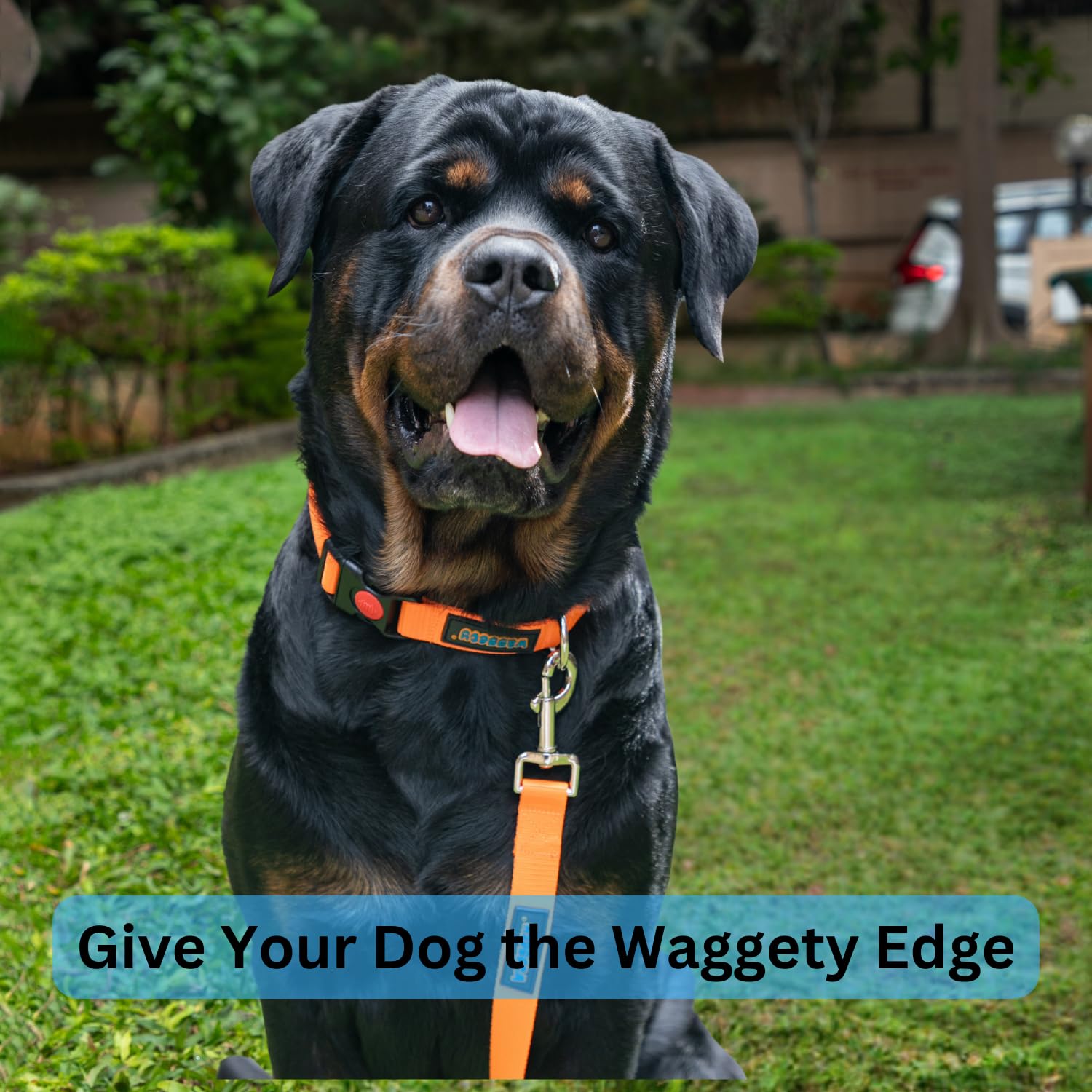 Waggety Padded Dog Collar, Orange