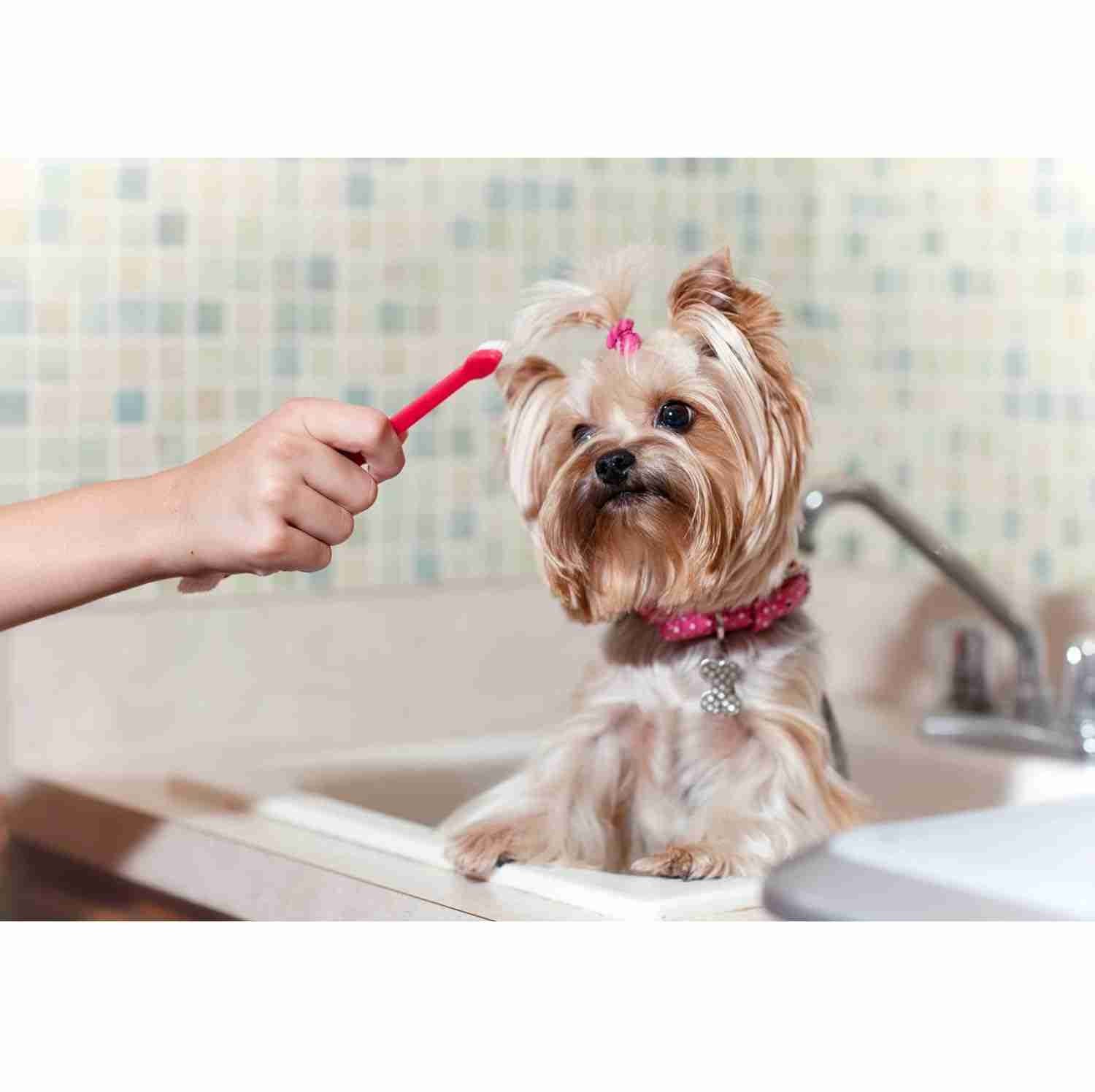 Trixie Toothbrush for Dogs and Cats (Set of 4)