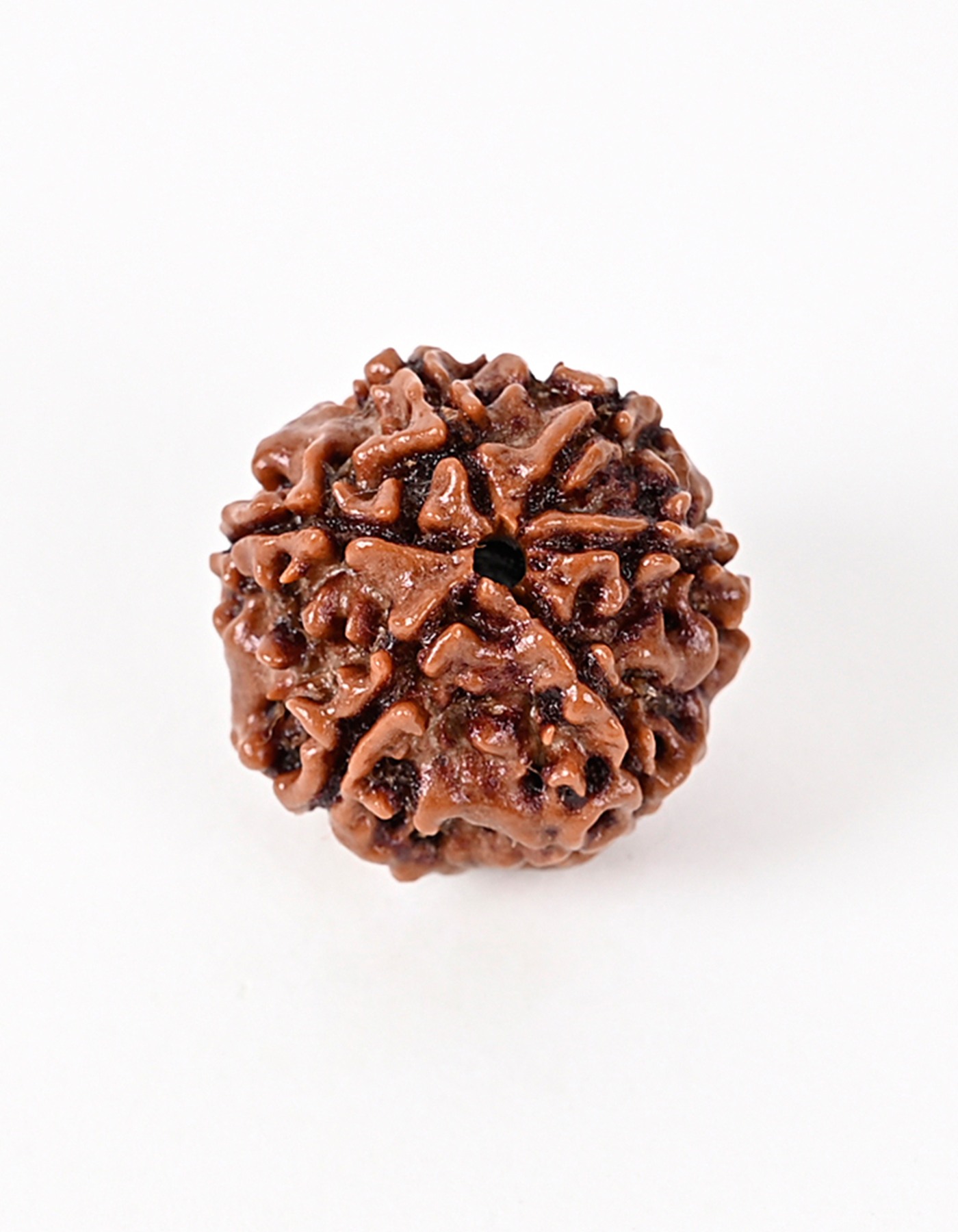 6 Mukhi Nepal Quality Rudraksha Bead - Enhances Leadership Quality & Wisdom I 100% Natural & Genuine- Lab Certified