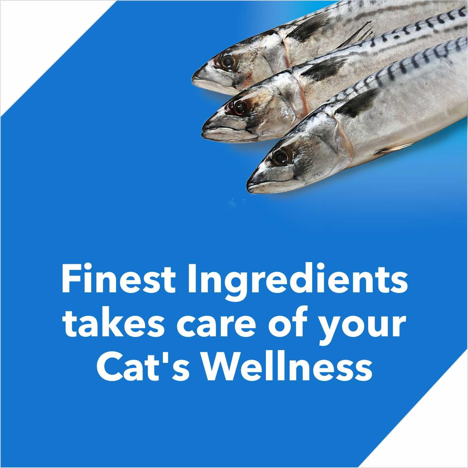 Drools Ocean Fish Adult Cat Dry Food