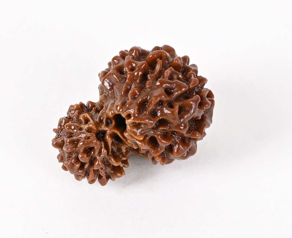 Gauri Shankar Indonesia Origin Rudraksha Bead - Promotes Peace & Strengthen Relationship I 100% Natural & Genuine Quality - Lab Certified