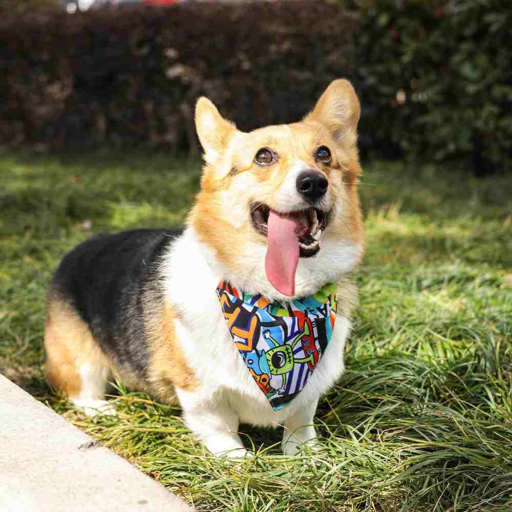M-Pets Urban Style Freestyle Bandana Collar for Dogs, Small