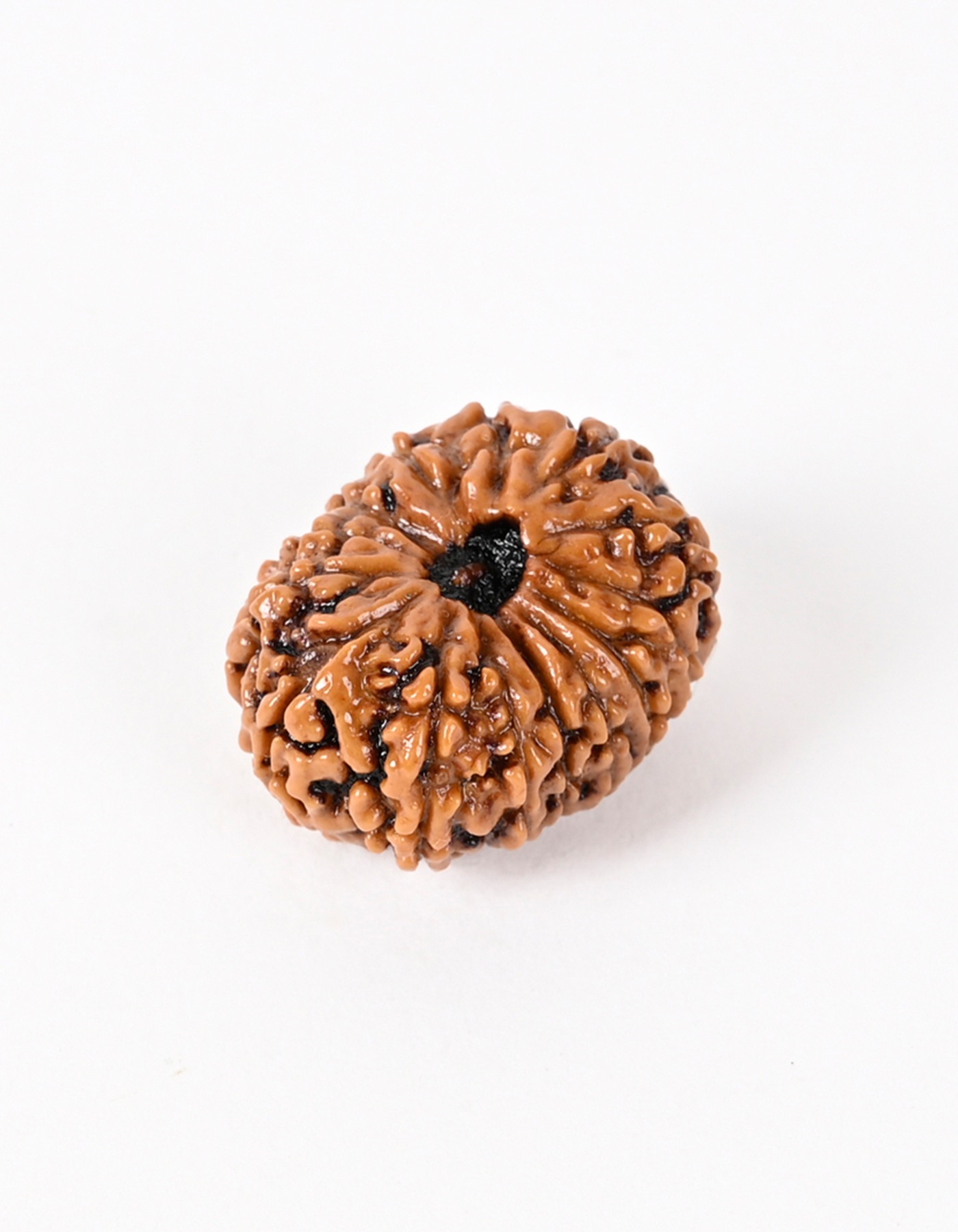 Shiv Ratan Kendra 14 Mukhi Indonesia Origin Rudraksha Beads- Awakens Spirituality & Enhances Concentration