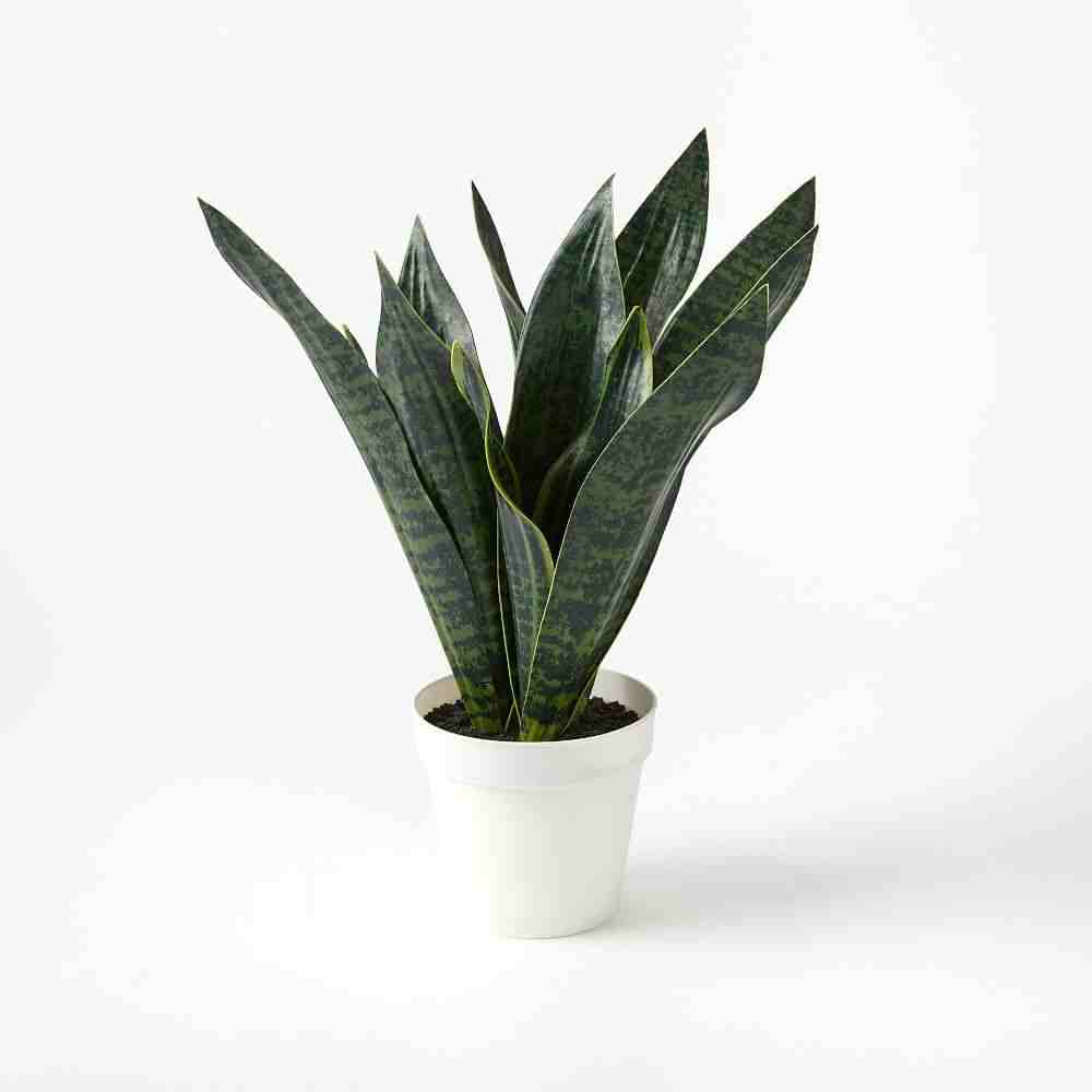 Faux Potted Snake Plant