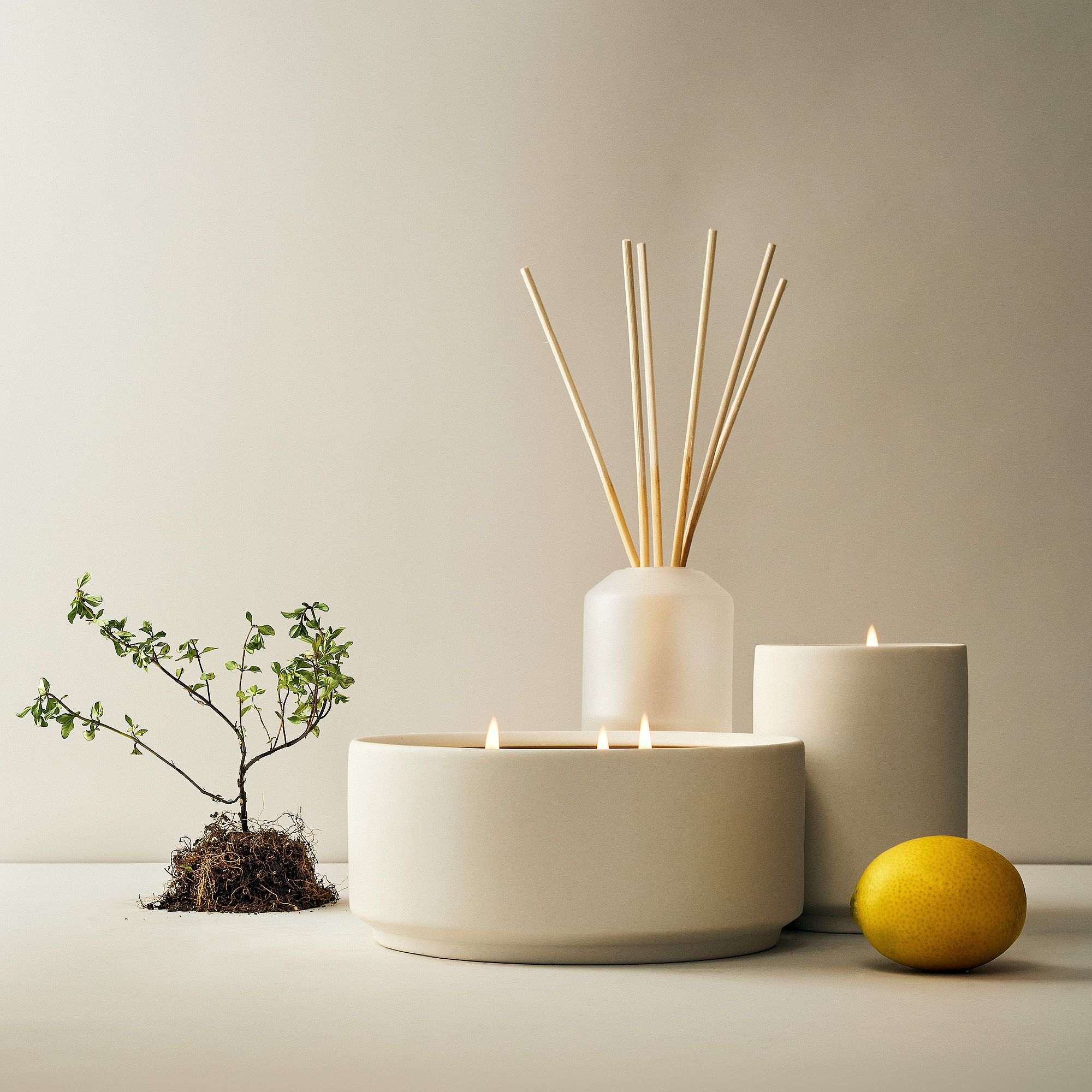 West Elm Homescent Collection - Citrus Pine