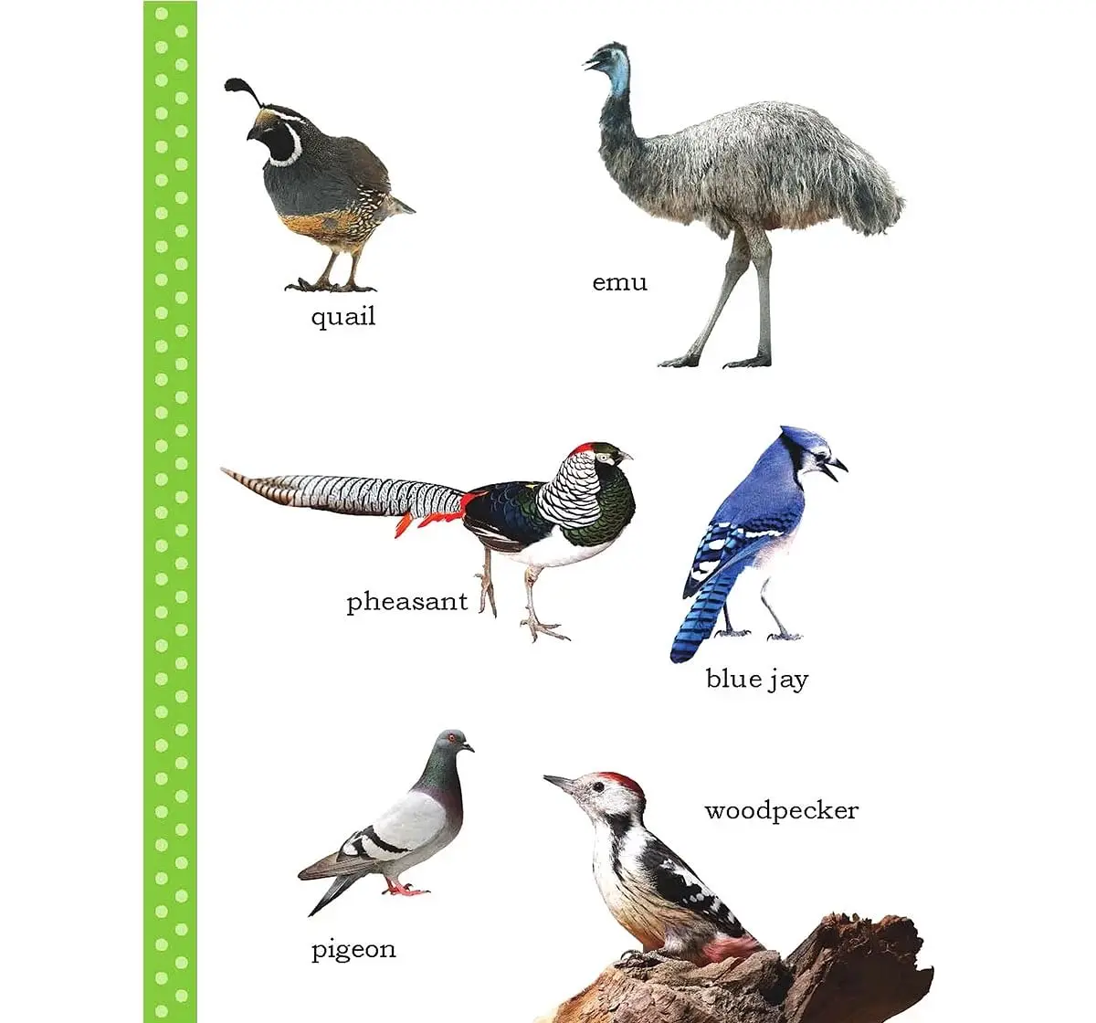 My First/Birds - Libro O Gioco Per Bambini Sui Primi Uccellini, Educativo E Colorato - 3