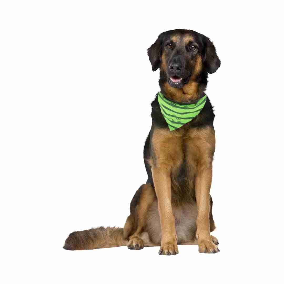 Trixie Collar with Neckerchief for Dogs, Apple Green
