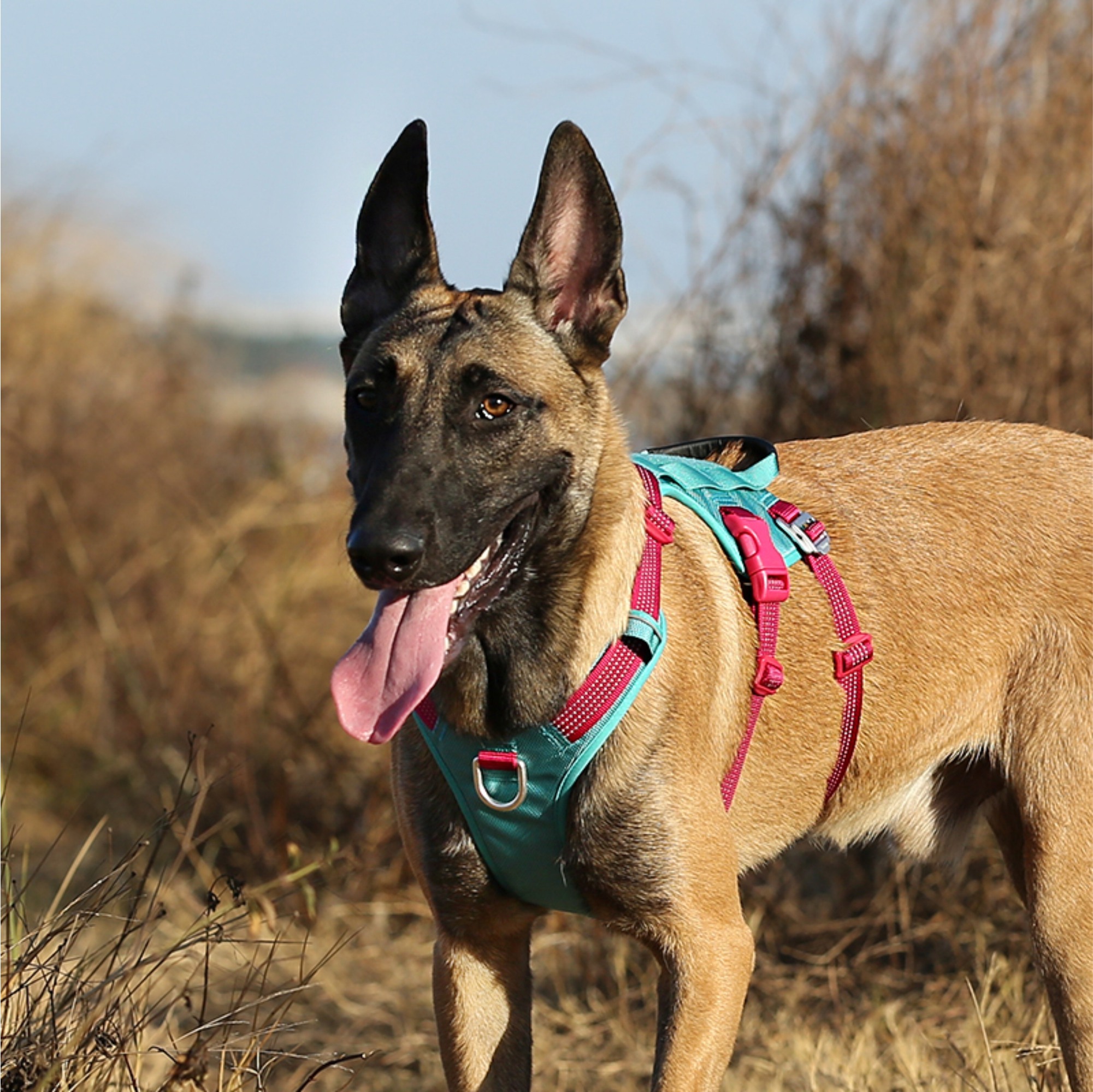 Truelove Escape Proof Harness for Dogs - Vibrant Orange