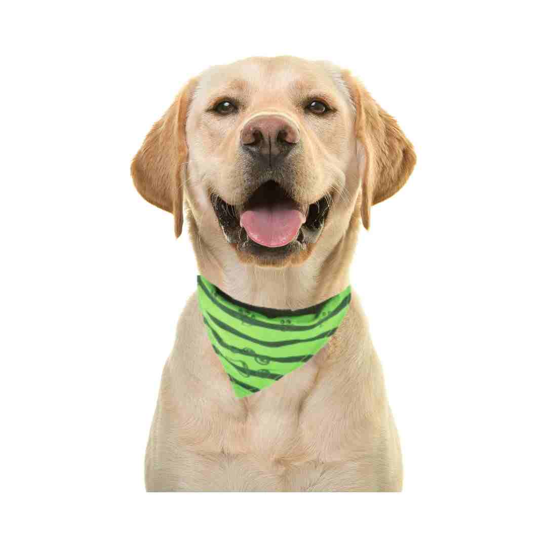 Trixie Collar with Neckerchief for Dogs, Apple Green