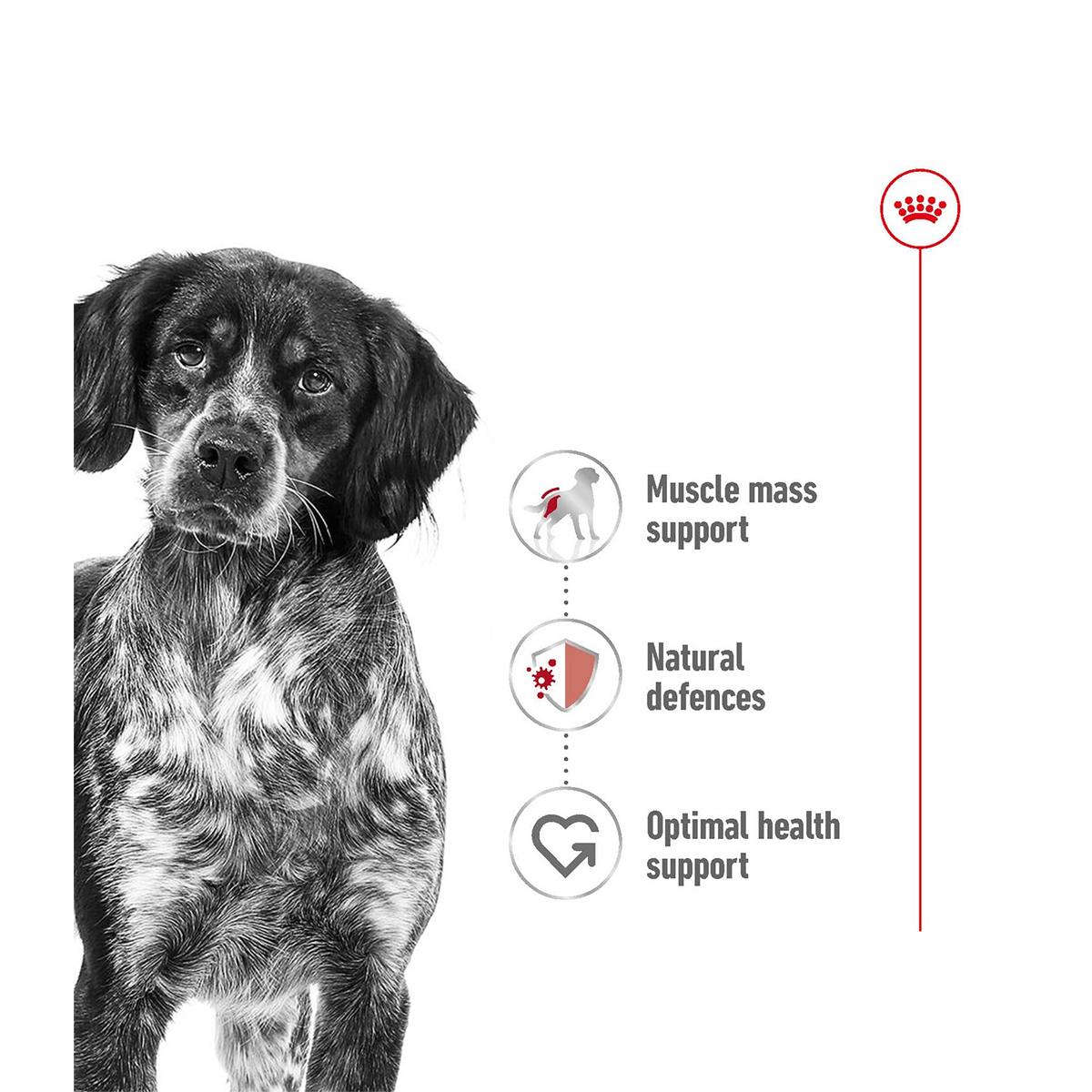 Royal Canin Medium Adult 4 Kg – (Best Before Jan’26)