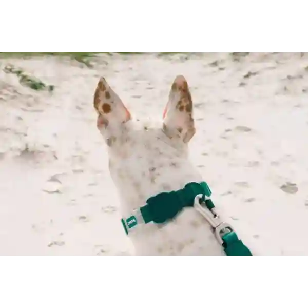 Zee Dog Neopro Amazonia Collar