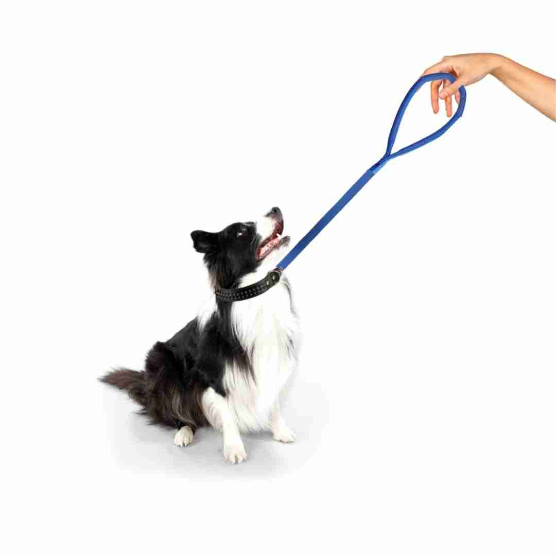 Trixie Premium Leash for Dogs, Royal Blue