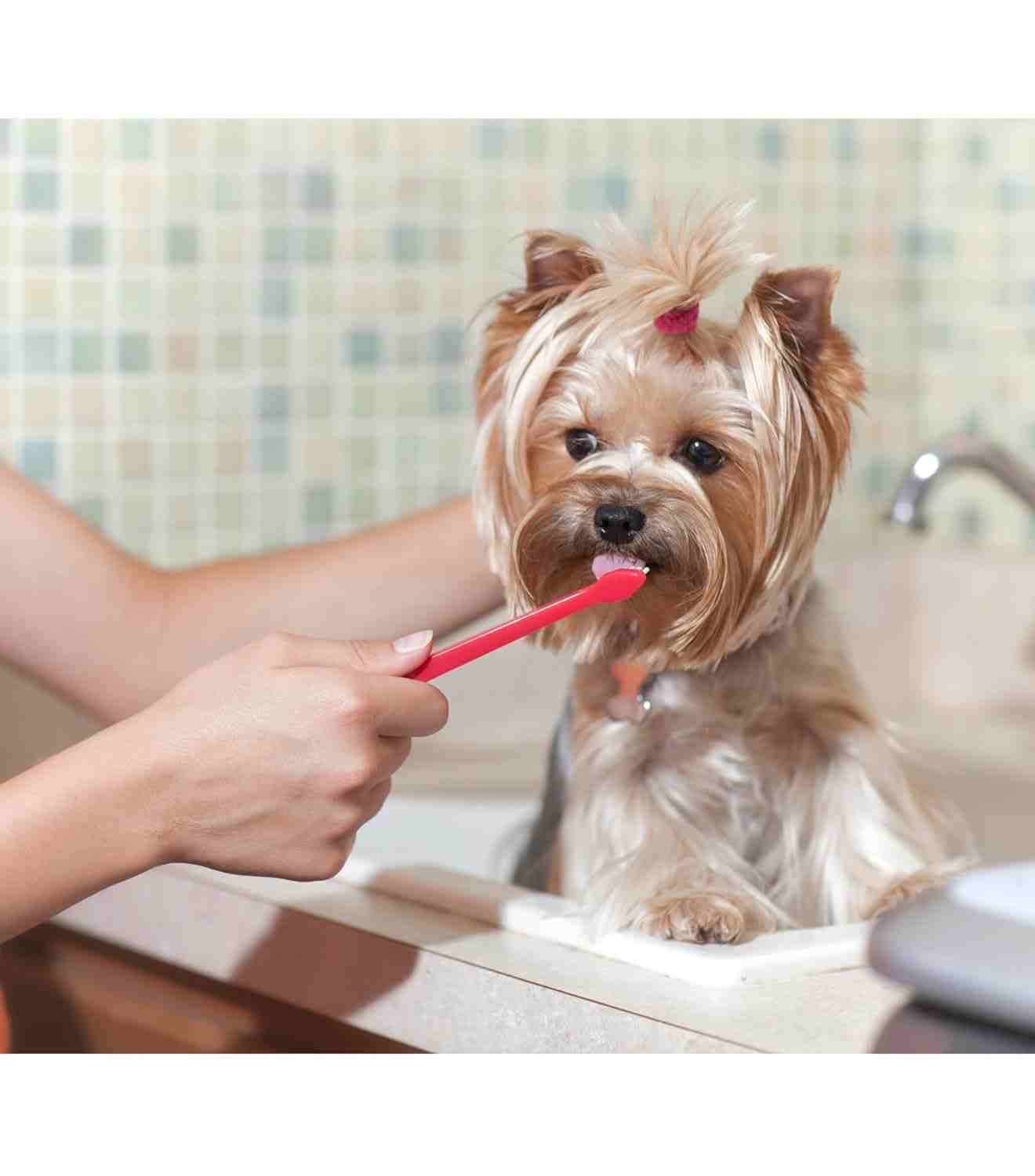 Trixie Toothbrush for Dogs and Cats (Set of 4)