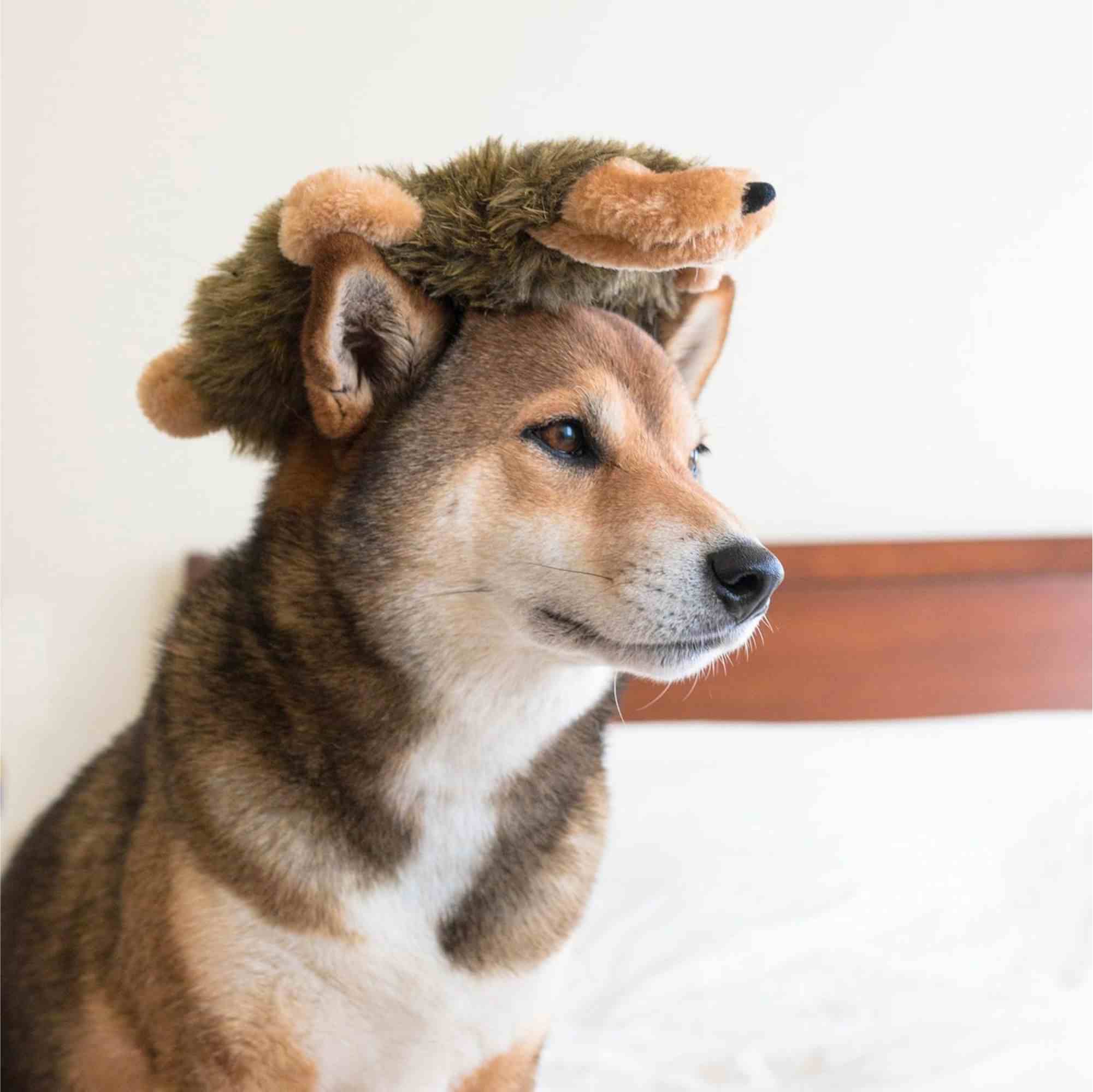 ZippyPaws Loopy Hedgehog Toy for Dogs