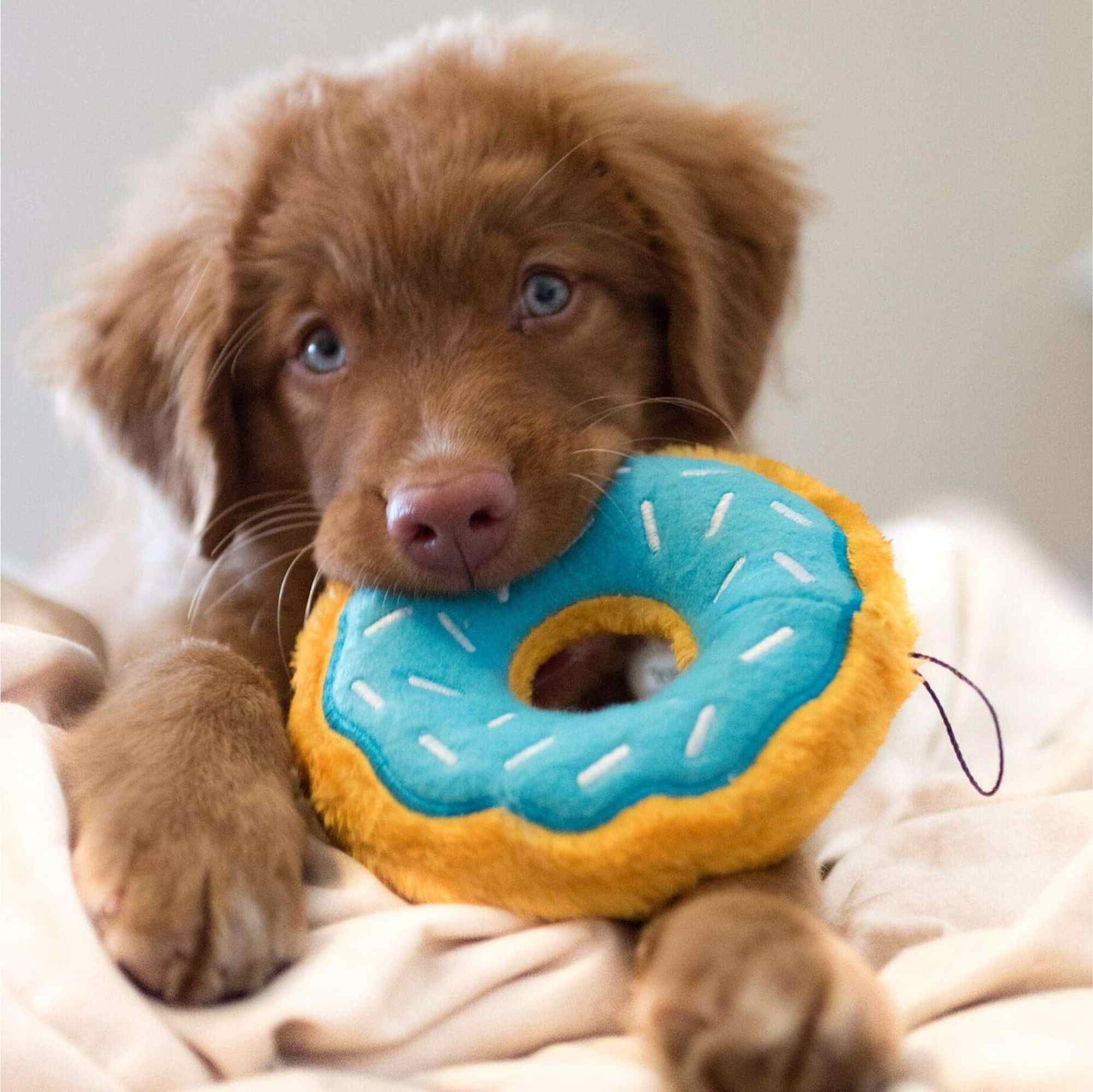 ZippyPaws Donutz Toy for Dogs - Blueberry