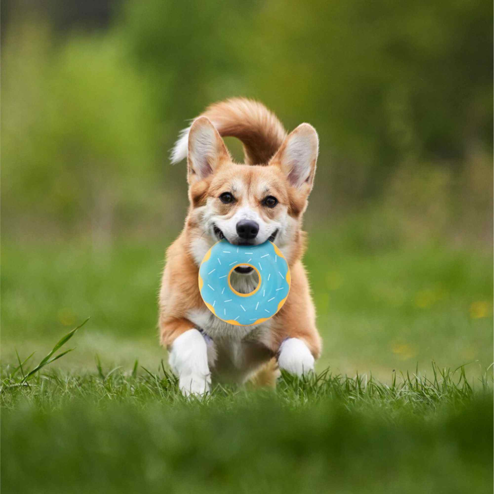 ZippyPaws ZippyTuff Donutz Squeaker Dog Toys - Blueberry