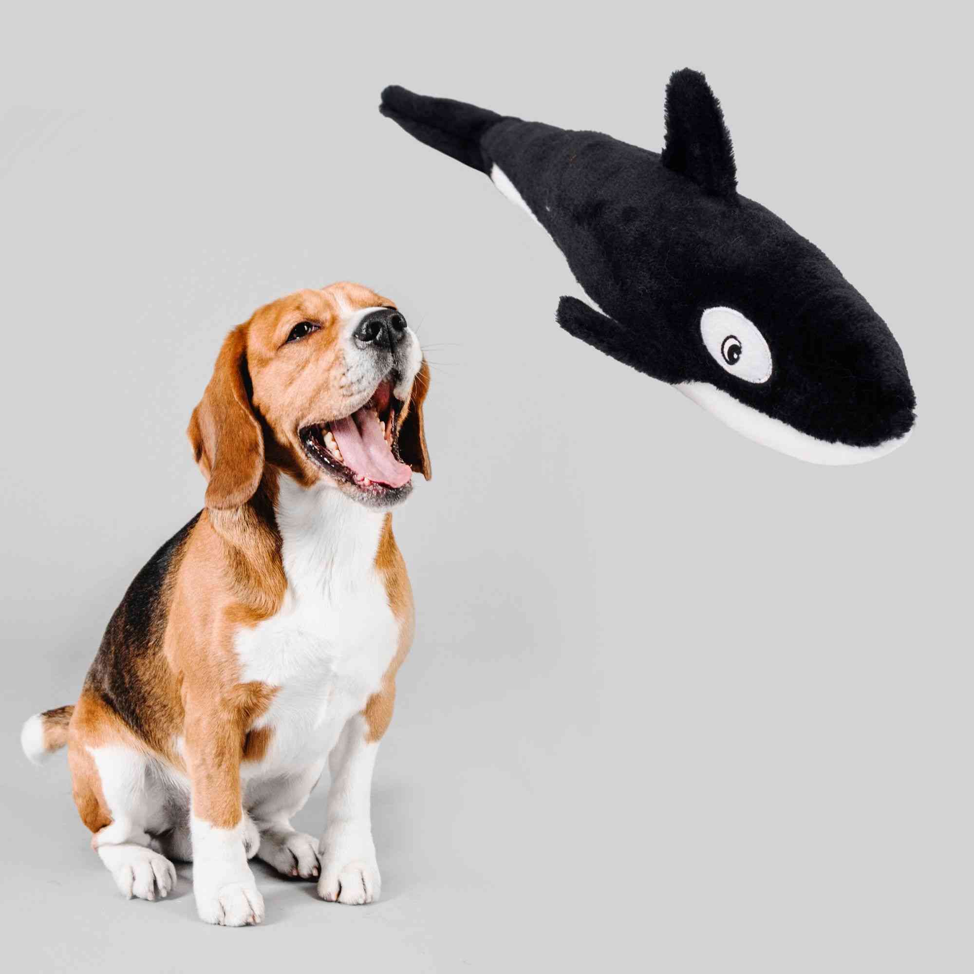 ZippyPaws Jigglerz Killer Whale Toy for Dogs
