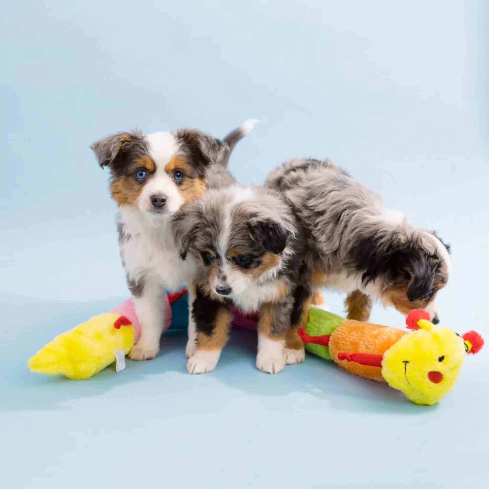 ZippyPaws Caterpillar Deluxe with 6 Blaster Squeakers Dog Toys