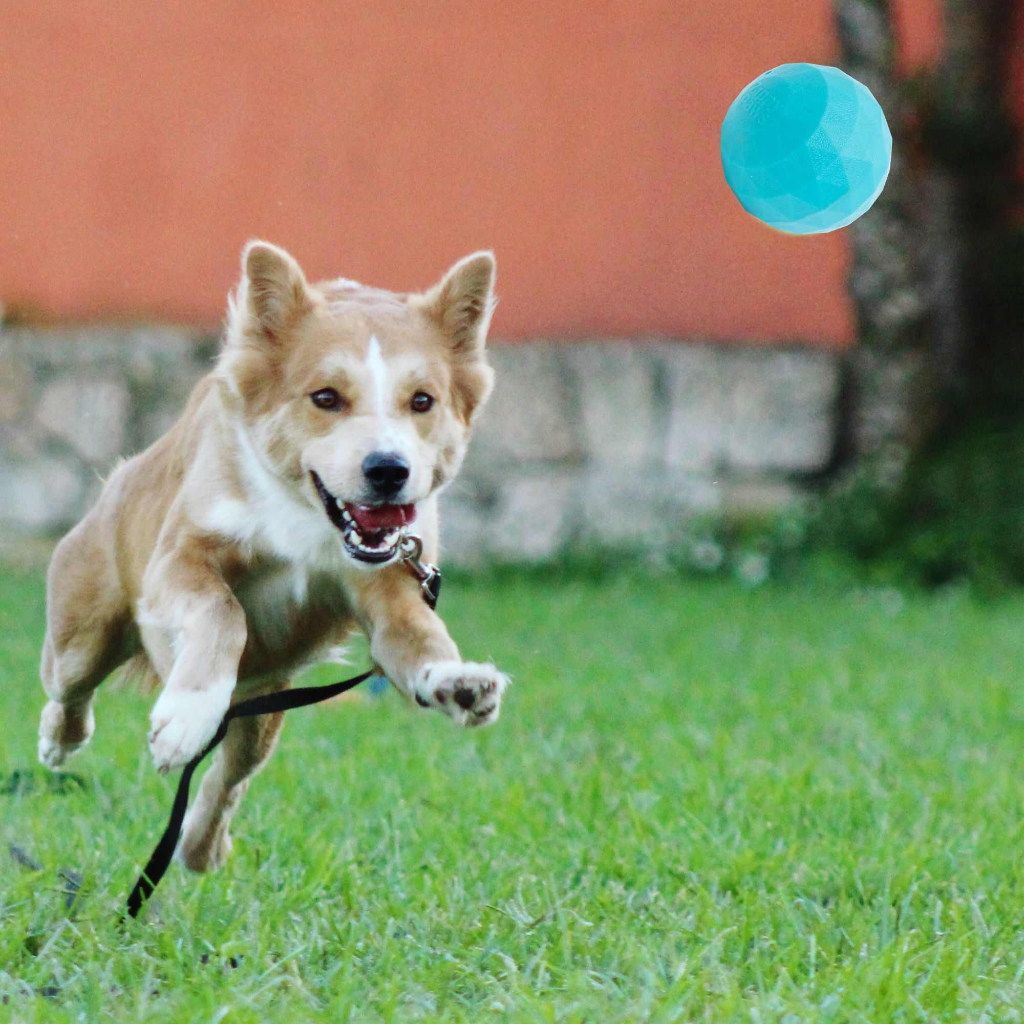 ZippyPaws Tuff Waggle Babble Ball Dog Toys - Jumbo