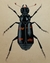 Insects Painting On Antique card