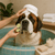 Pet Spa - Giant Breed