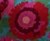 GALLARDIA CYAN PINK