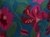 LILY BLUE PINK