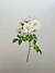 Realistic Flower Miniature Painting