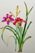 Realstic flowers Miniature Painting