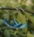 Modern Elegance: Denim Blue Crochet Nazakat Hoops by AHG. Every outfit's essential!