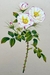 Realistic Flower Miniature Painting